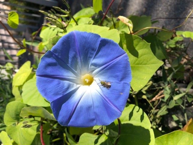 MORNING GLORY morning+glory+2023+2.jpg